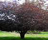 Purple Leaved Cherry Plum