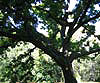 Turkey Oak