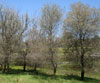 Euphrates Poplar