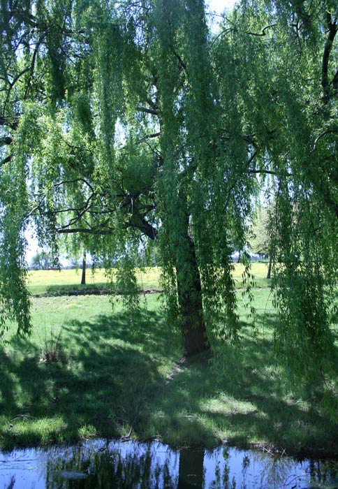 Willow Trees Balingup Small Tree Farm Willow Trees Balingup Small Tree Farm
